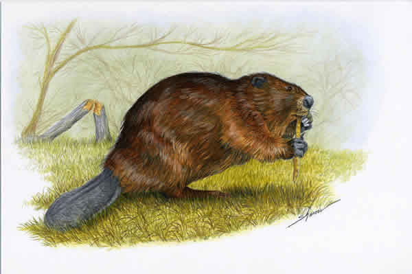 Beaver eating twigs, drawing
